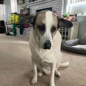 Meet your Posher, Lacey